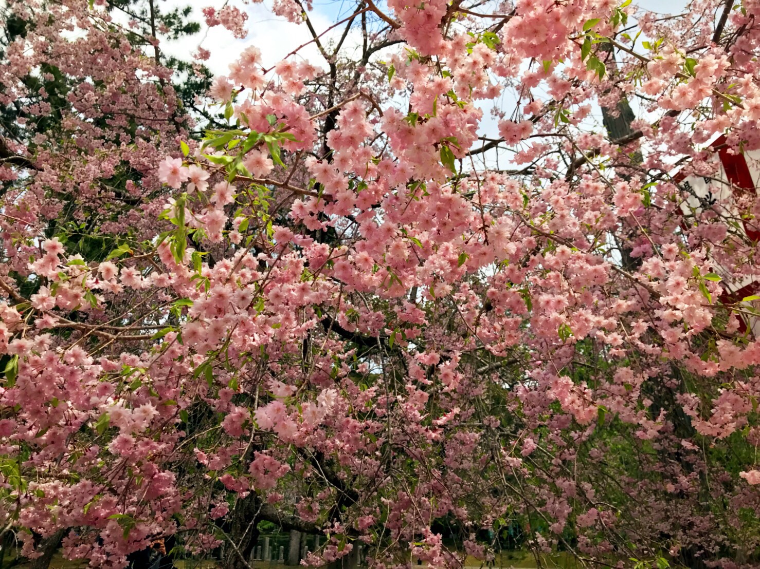 春の京都へおこしやす Part1. 醍醐寺～高台寺 菊乃井カフェ Salon de Muge